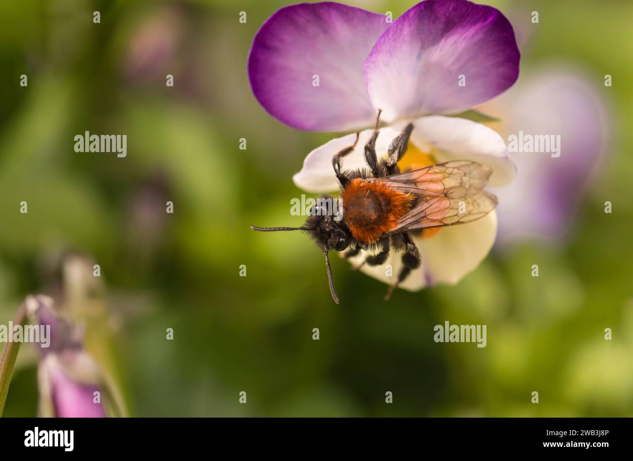 Tawny abeille minière Andrena fulva, femelle au repos sur une petite tête de fleur de pensée dans le jardin, avril Banque D'Images