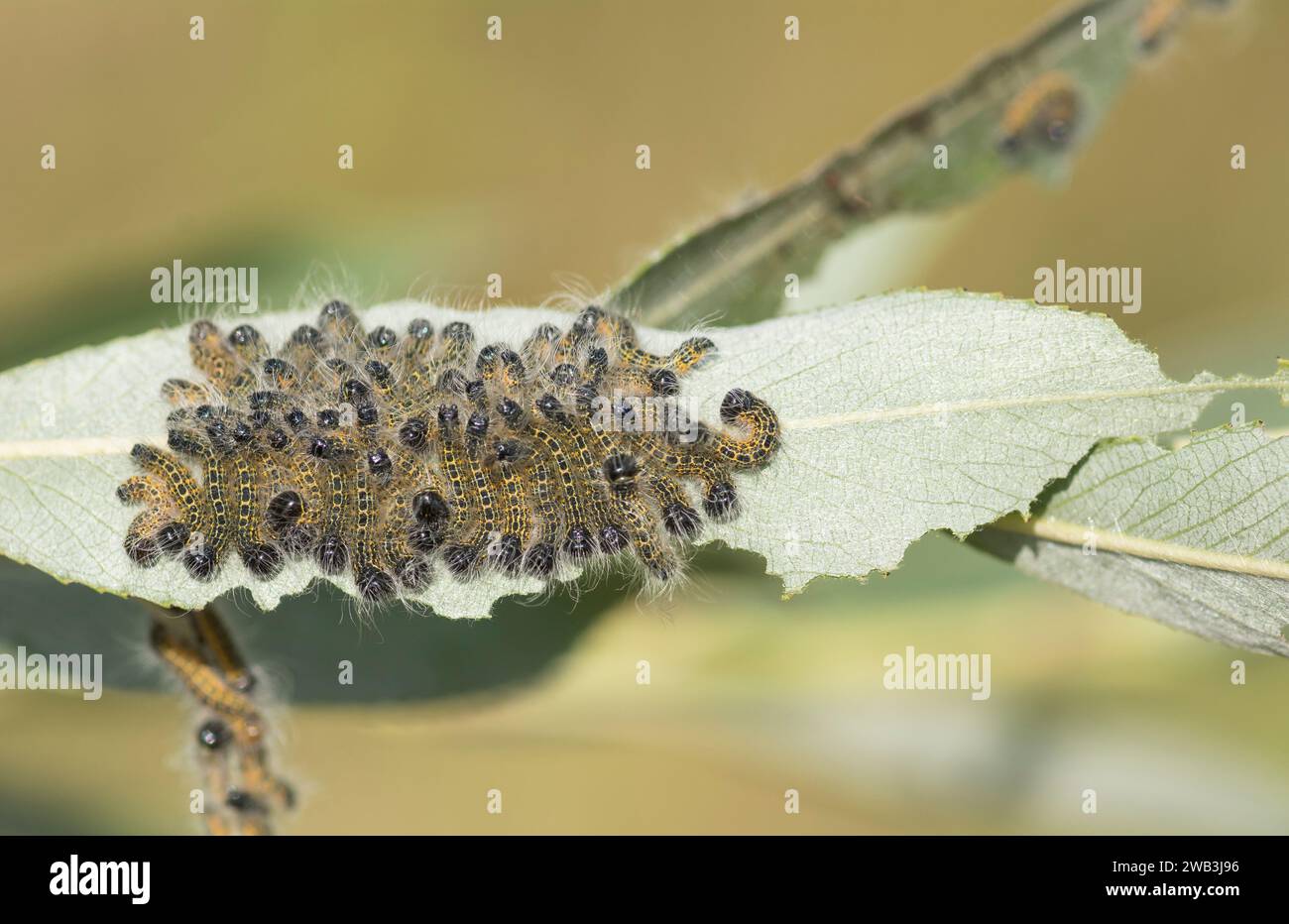 Buff-tip Caterpillars Phalera bucephala, jeunes chenilles grégaires se nourrissant de feuilles de saule dans la zone de prairie rugueuse, RSPB Saltholme, Teeside Banque D'Images