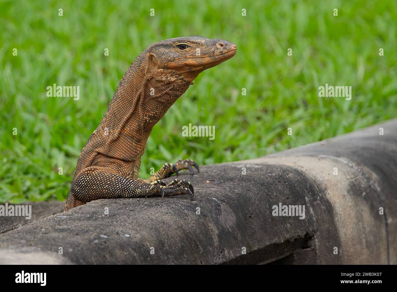 Moniteur Lizard ( Lumphini Park- Bangkok ) Banque D'Images