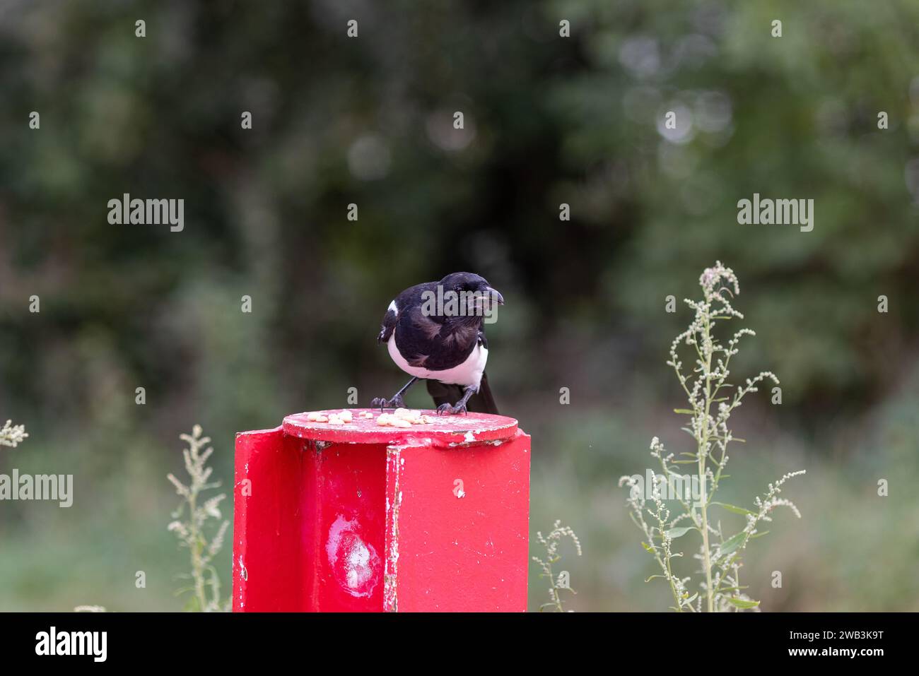 Gros plan d'une Magpie eurasienne perchée Banque D'Images