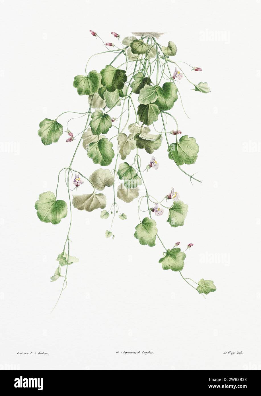 Illustration botanique vintage. art botanique du 19e siècle représentant la physiologie des plantes et des fleurs. Circa 1805 Banque D'Images