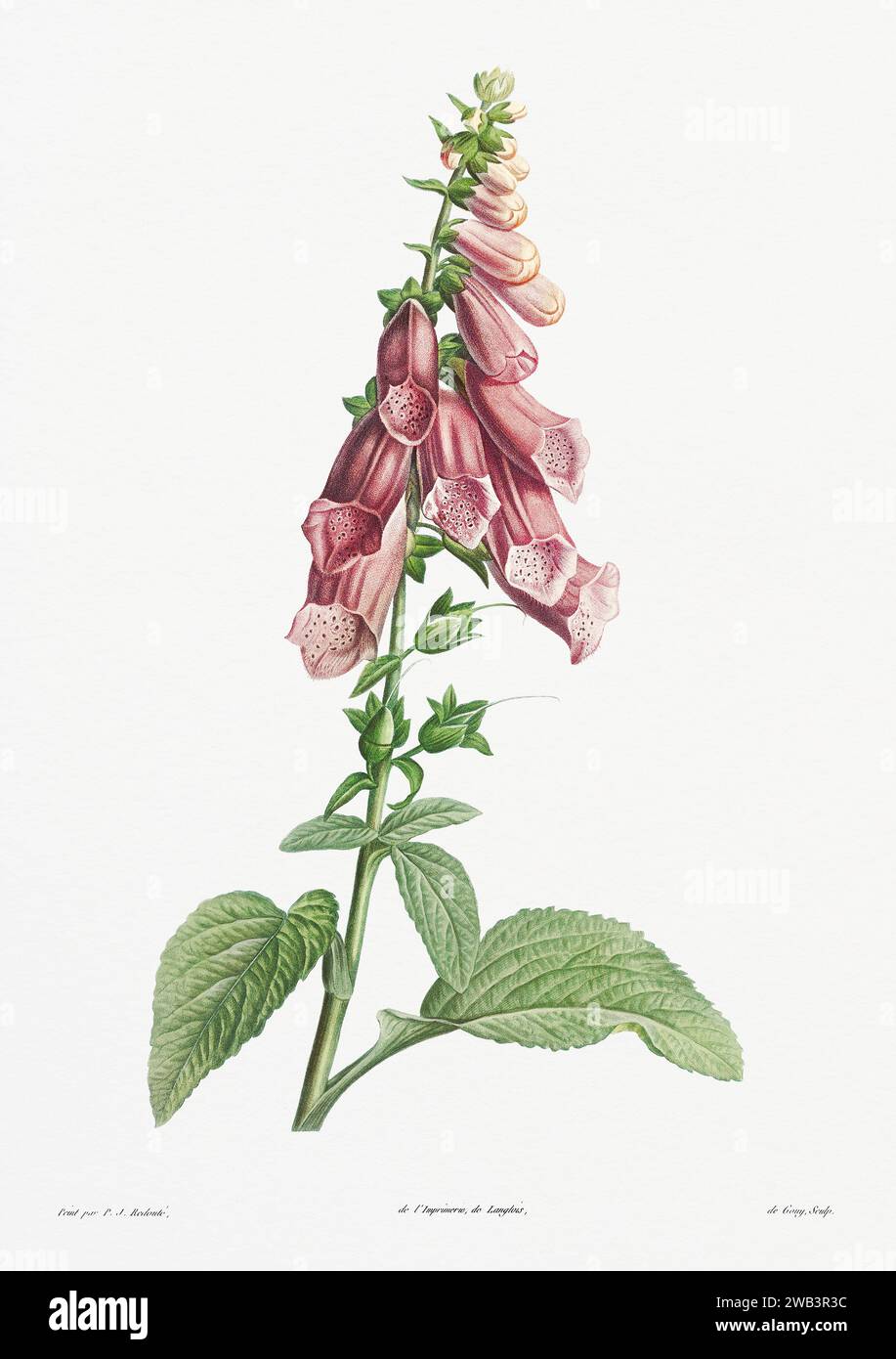 Illustration botanique vintage. art botanique du 19e siècle représentant la physiologie des plantes et des fleurs. Circa 1805 Banque D'Images