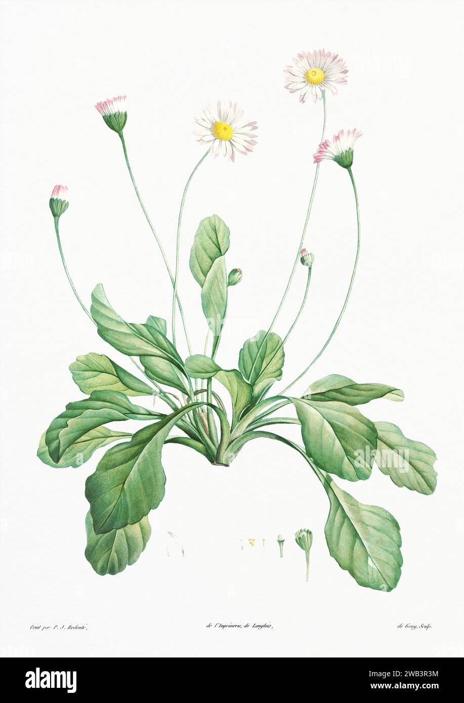 Illustration botanique vintage. art botanique du 19e siècle représentant la physiologie des plantes et des fleurs. Circa 1805 Banque D'Images