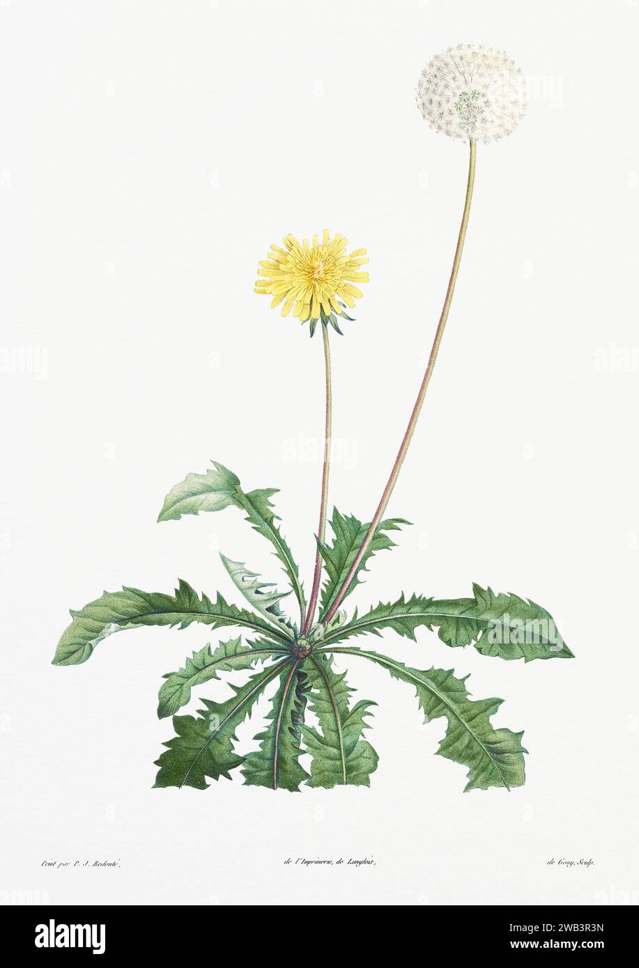 Illustration botanique vintage. art botanique du 19e siècle représentant la physiologie des plantes et des fleurs. Circa 1805 Banque D'Images