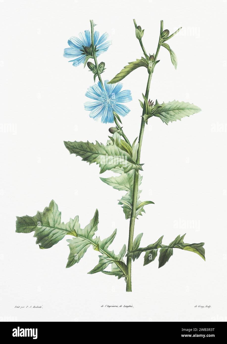 Illustration botanique vintage. art botanique du 19e siècle représentant la physiologie des plantes et des fleurs. Circa 1805 Banque D'Images