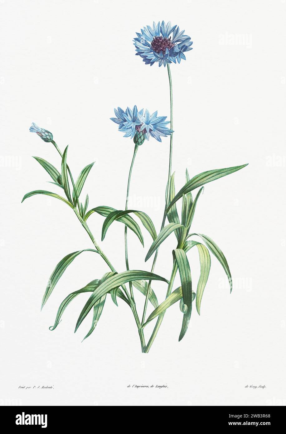 Illustration botanique vintage. art botanique du 19e siècle représentant la physiologie des plantes et des fleurs. Circa 1805 Banque D'Images