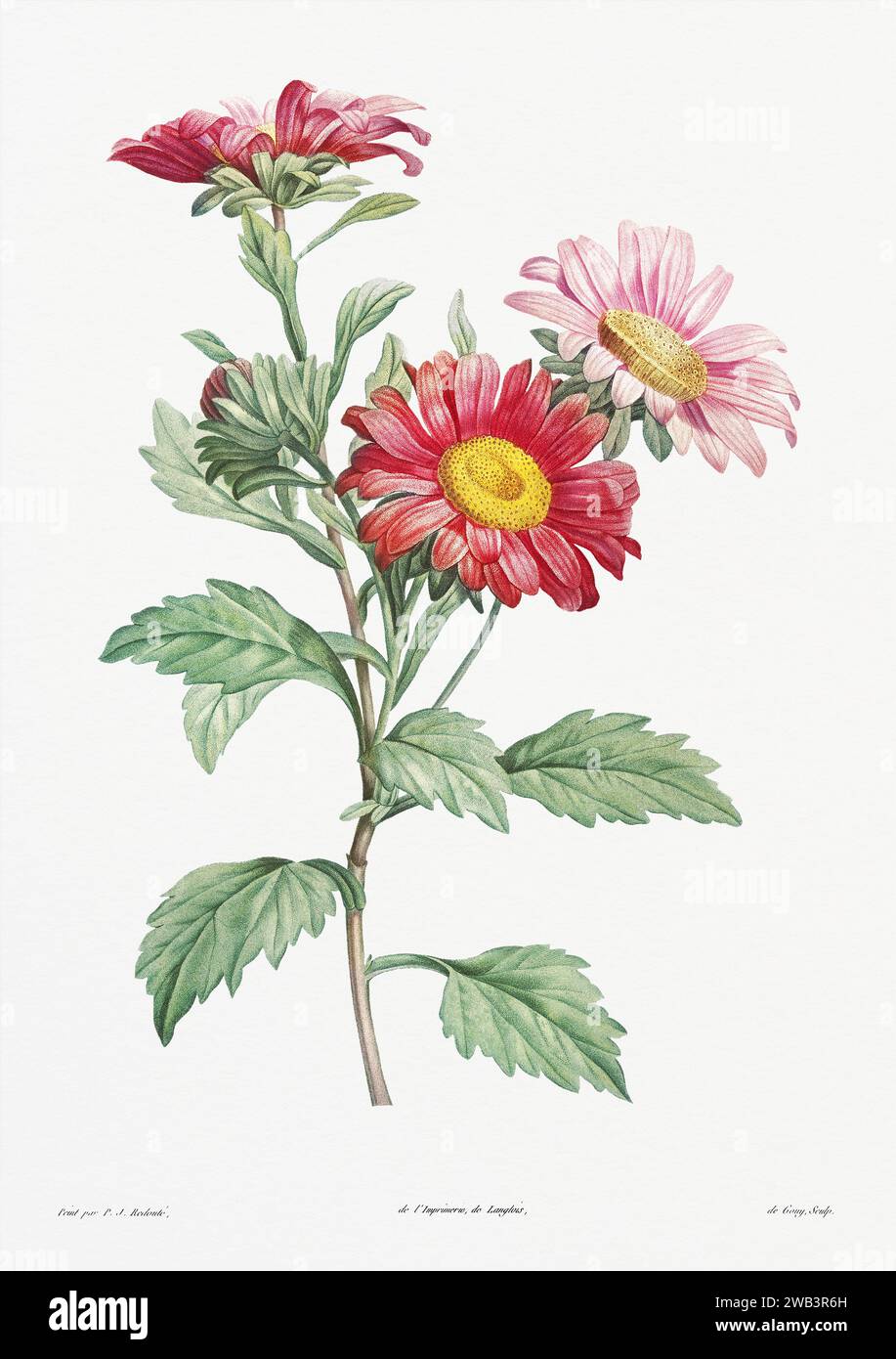 Illustration botanique vintage. art botanique du 19e siècle représentant la physiologie des plantes et des fleurs. Circa 1805 Banque D'Images