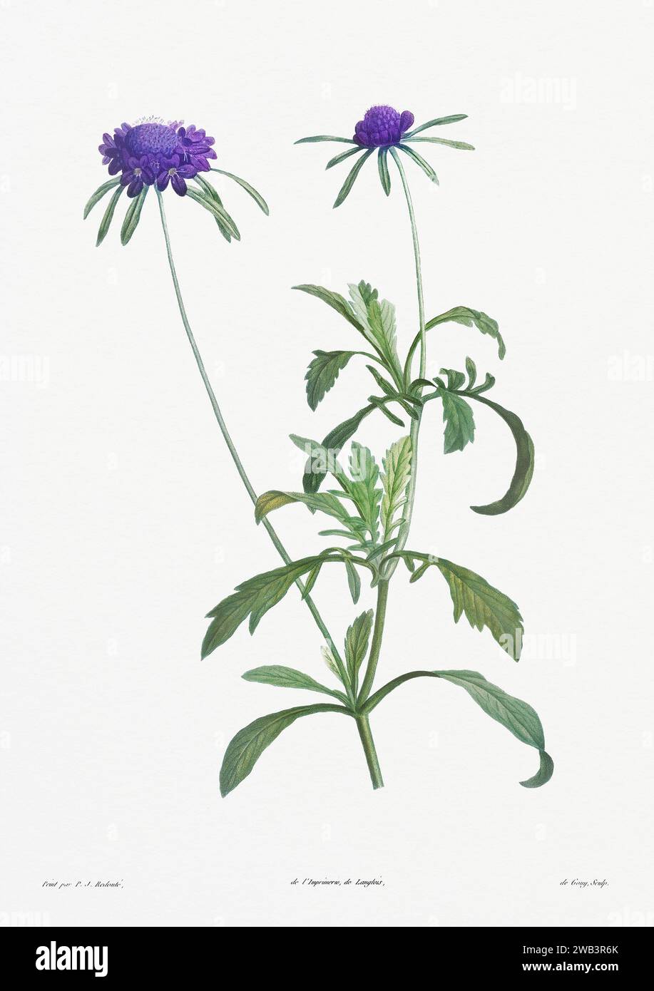 Illustration botanique vintage. art botanique du 19e siècle représentant la physiologie des plantes et des fleurs. Circa 1805 Banque D'Images