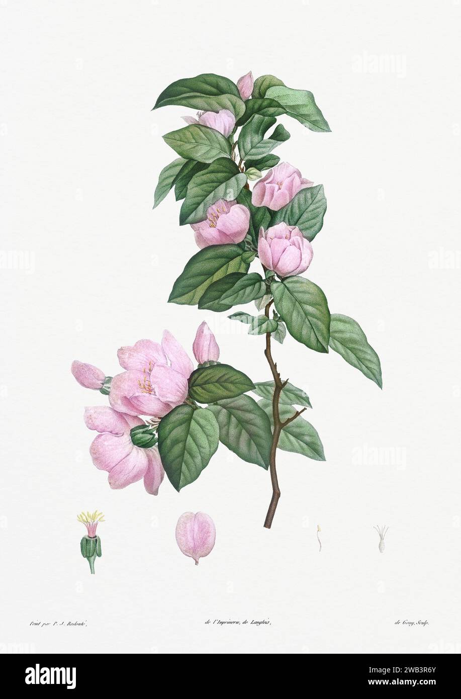 Illustration botanique vintage. art botanique du 19e siècle représentant la physiologie des plantes et des fleurs. Circa 1805 Banque D'Images