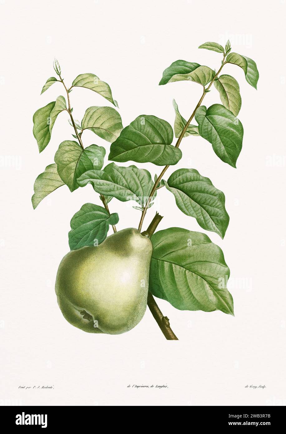 Illustration botanique vintage. art botanique du 19e siècle représentant la physiologie des plantes et des fleurs. Circa 1805 Banque D'Images