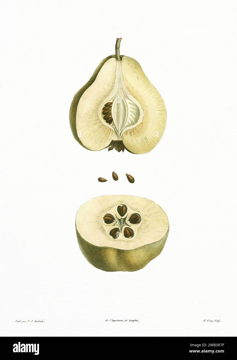 Illustration botanique vintage. art botanique du 19e siècle représentant la physiologie des plantes et des fleurs. Circa 1805 Banque D'Images