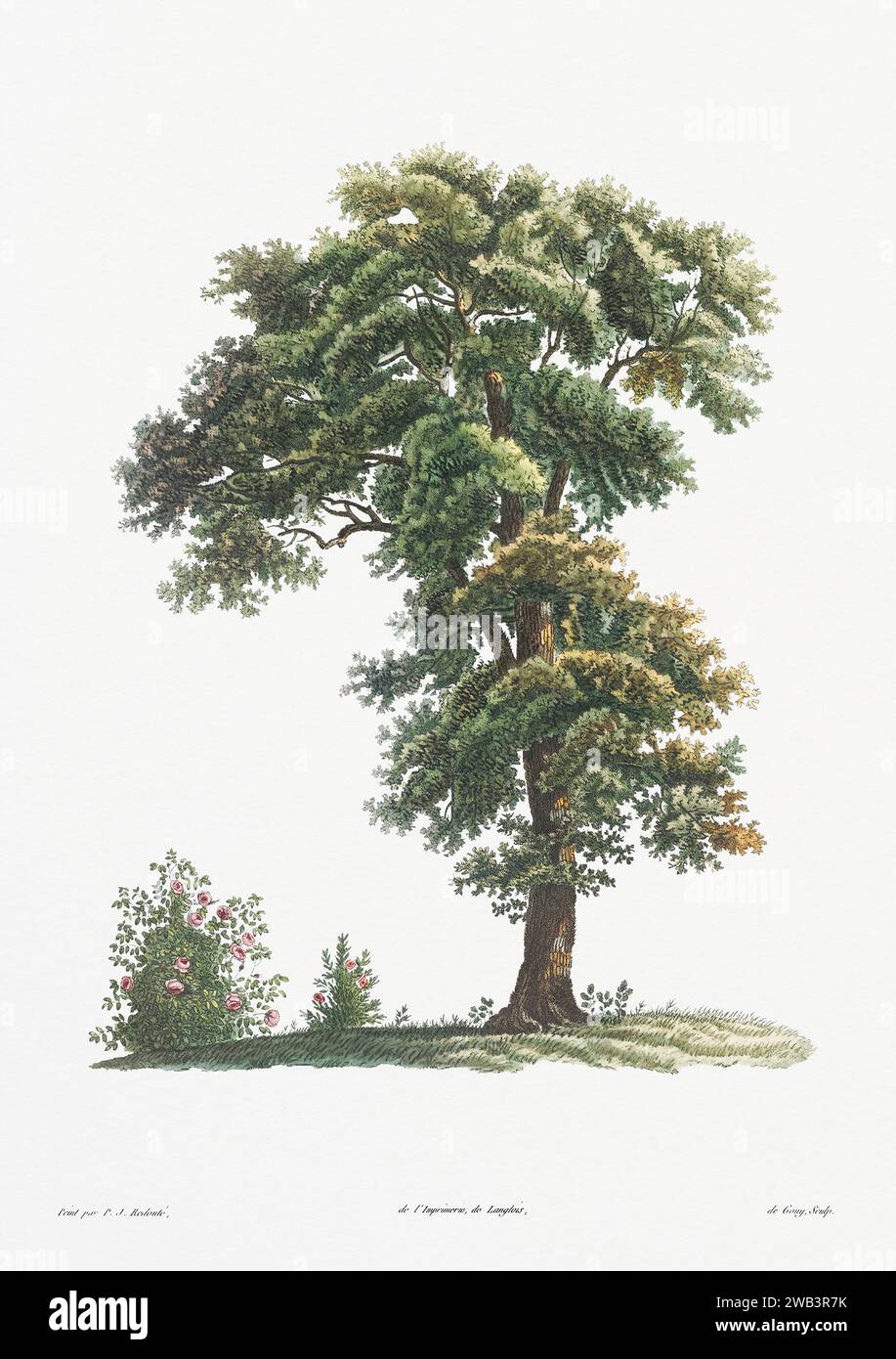 Illustration botanique vintage. art botanique du 19e siècle représentant la physiologie des plantes et des fleurs. Circa 1805 Banque D'Images