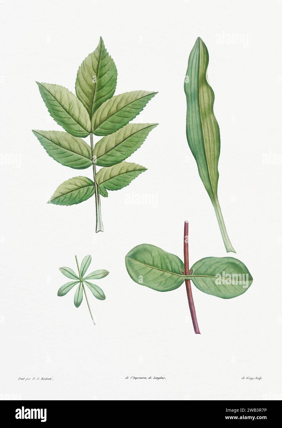 Illustration botanique vintage. art botanique du 19e siècle représentant la physiologie des plantes et des fleurs. Circa 1805 Banque D'Images