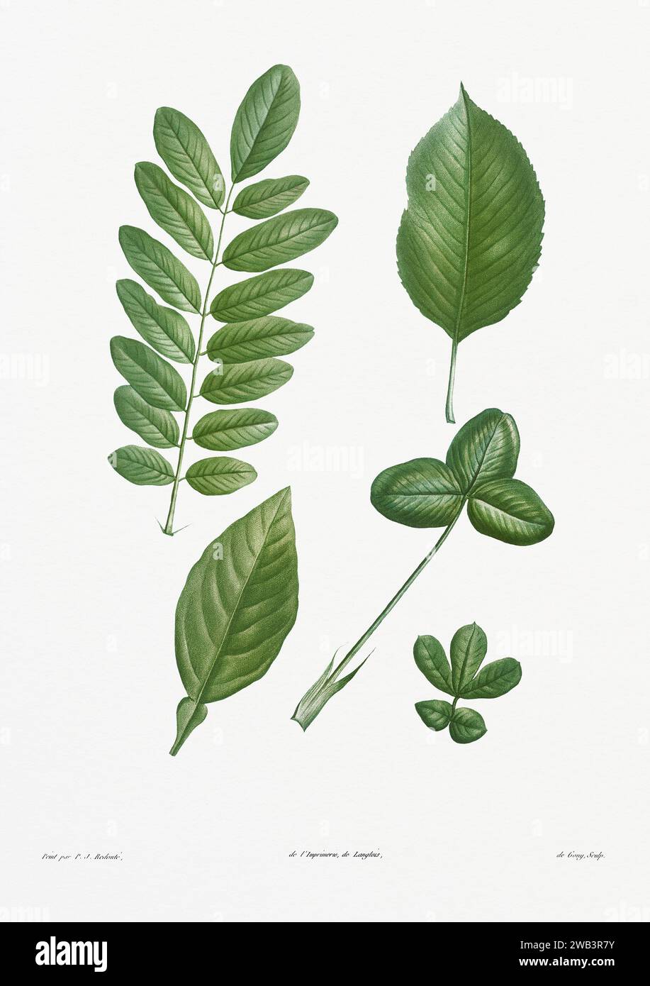 Illustration botanique vintage. art botanique du 19e siècle représentant la physiologie des plantes et des fleurs. Circa 1805 Banque D'Images