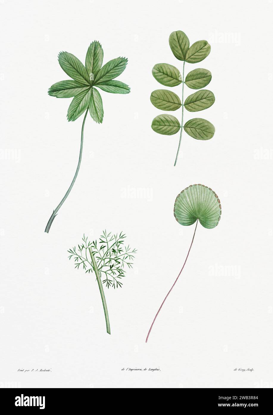 Illustration botanique vintage. art botanique du 19e siècle représentant la physiologie des plantes et des fleurs. Circa 1805 Banque D'Images