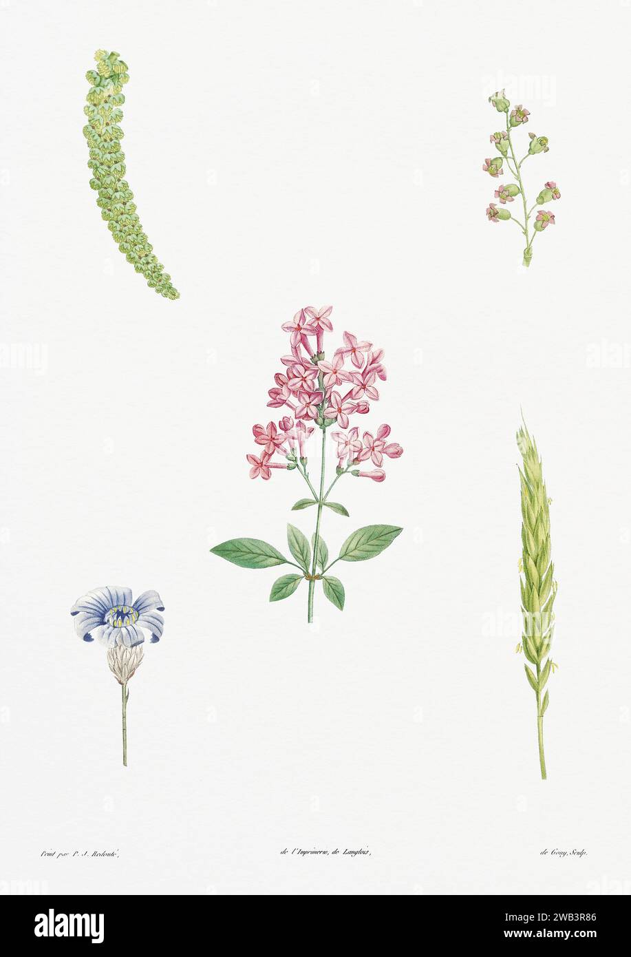 Illustration botanique vintage. art botanique du 19e siècle représentant la physiologie des plantes et des fleurs. Circa 1805 Banque D'Images