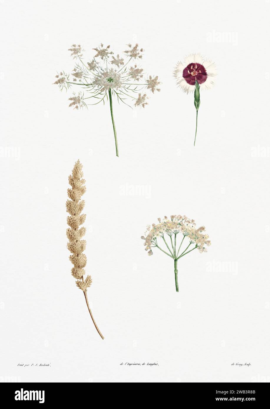 Illustration botanique vintage. art botanique du 19e siècle représentant la physiologie des plantes et des fleurs. Circa 1805 Banque D'Images