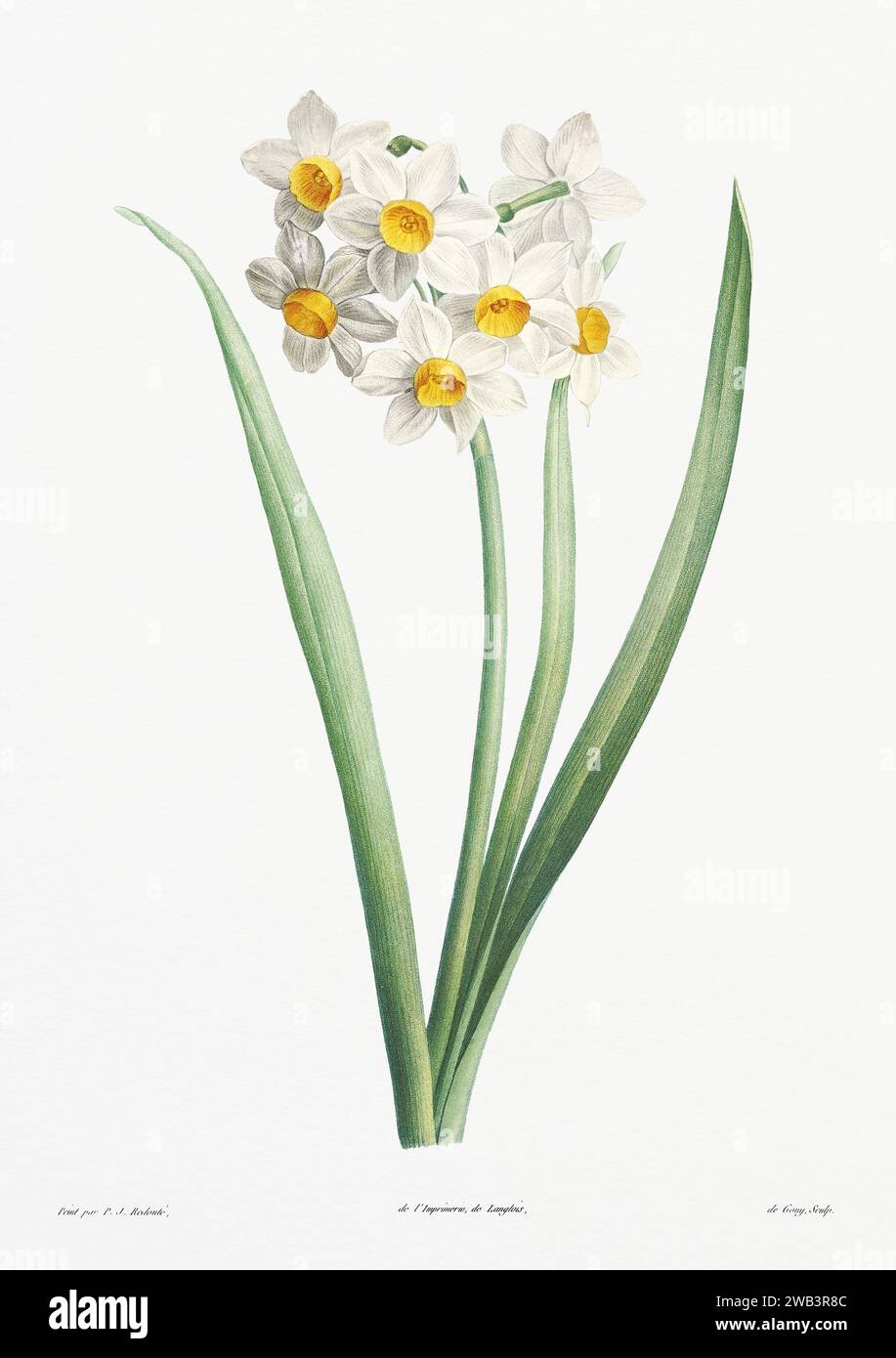 Illustration botanique vintage. art botanique du 19e siècle représentant la physiologie des plantes et des fleurs. Circa 1805 Banque D'Images