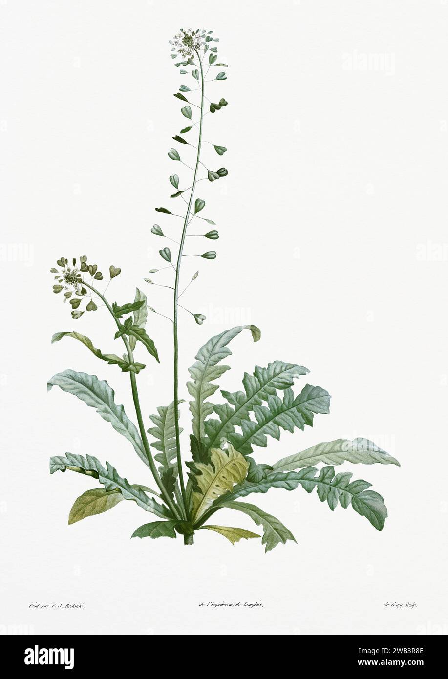 Illustration botanique vintage. art botanique du 19e siècle représentant la physiologie des plantes et des fleurs. Circa 1805 Banque D'Images