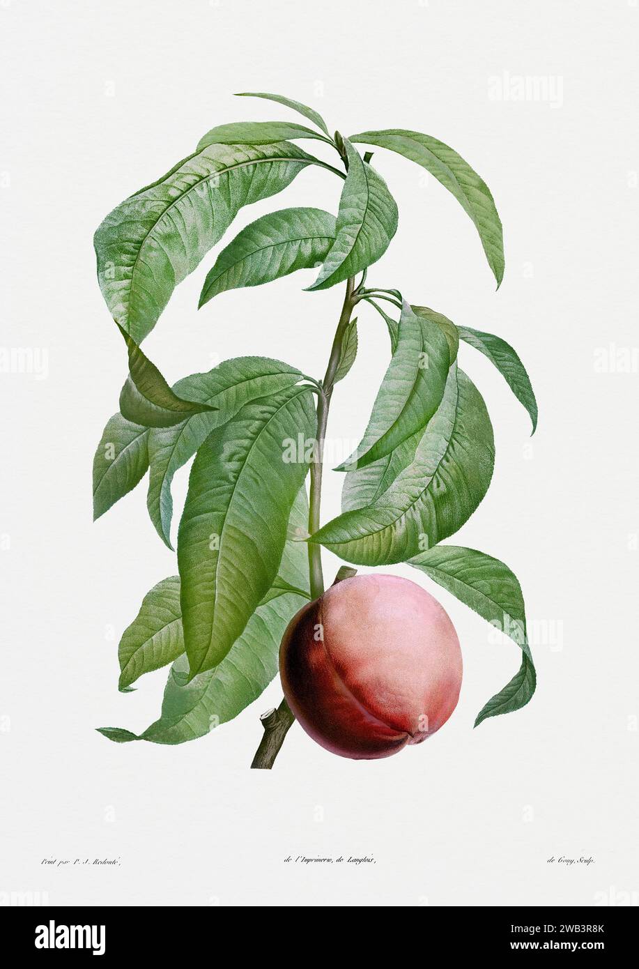 Illustration botanique vintage. art botanique du 19e siècle représentant la physiologie des plantes et des fleurs. Circa 1805 Banque D'Images