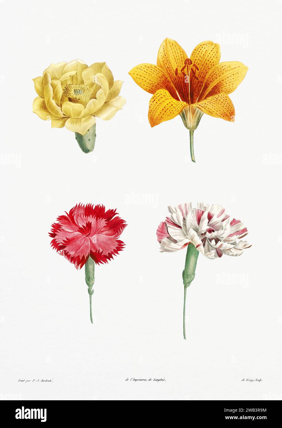 Illustration botanique vintage. art botanique du 19e siècle représentant la physiologie des plantes et des fleurs. Circa 1805 Banque D'Images