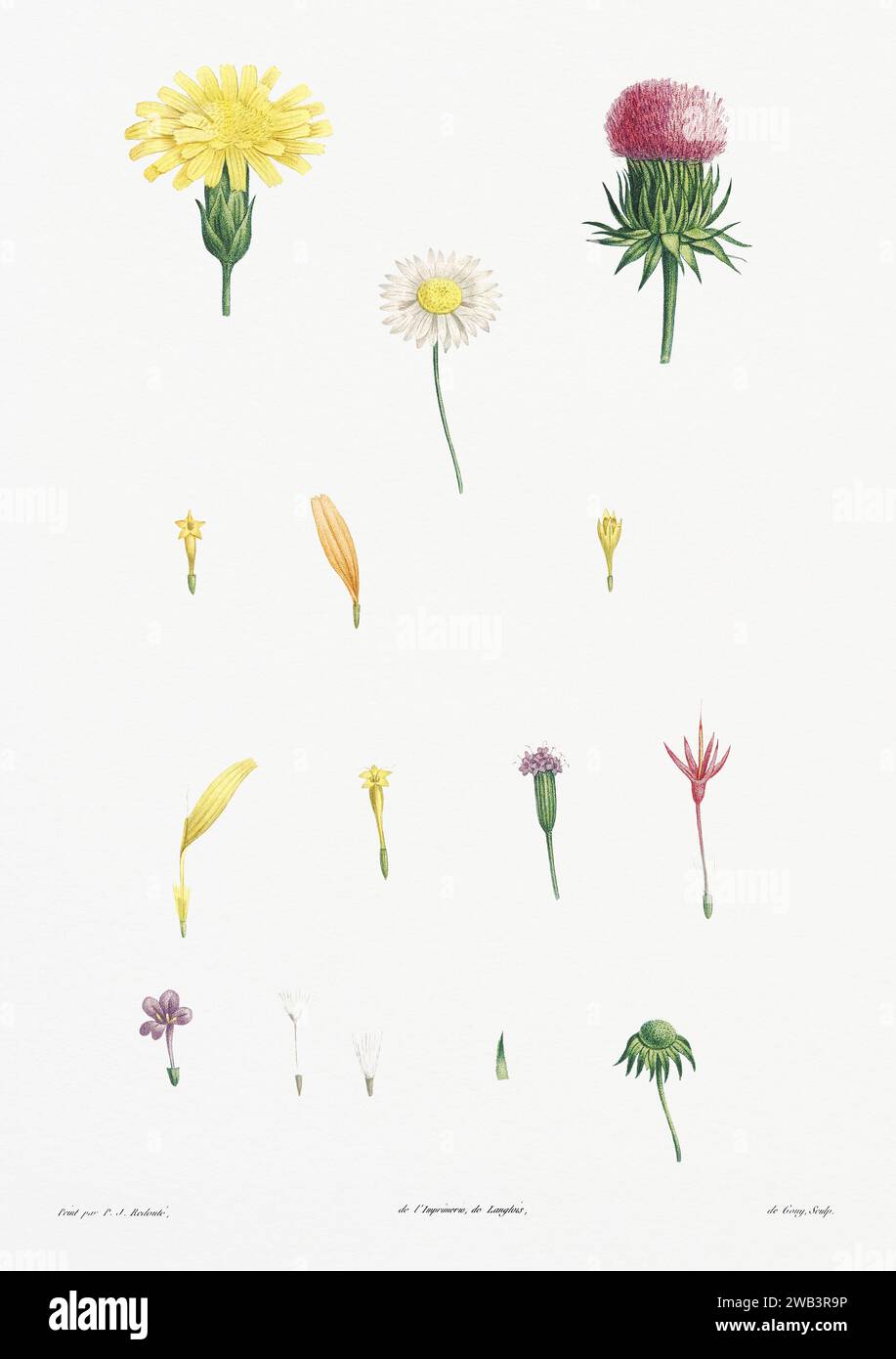 Illustration botanique vintage. art botanique du 19e siècle représentant la physiologie des plantes et des fleurs. Circa 1805 Banque D'Images