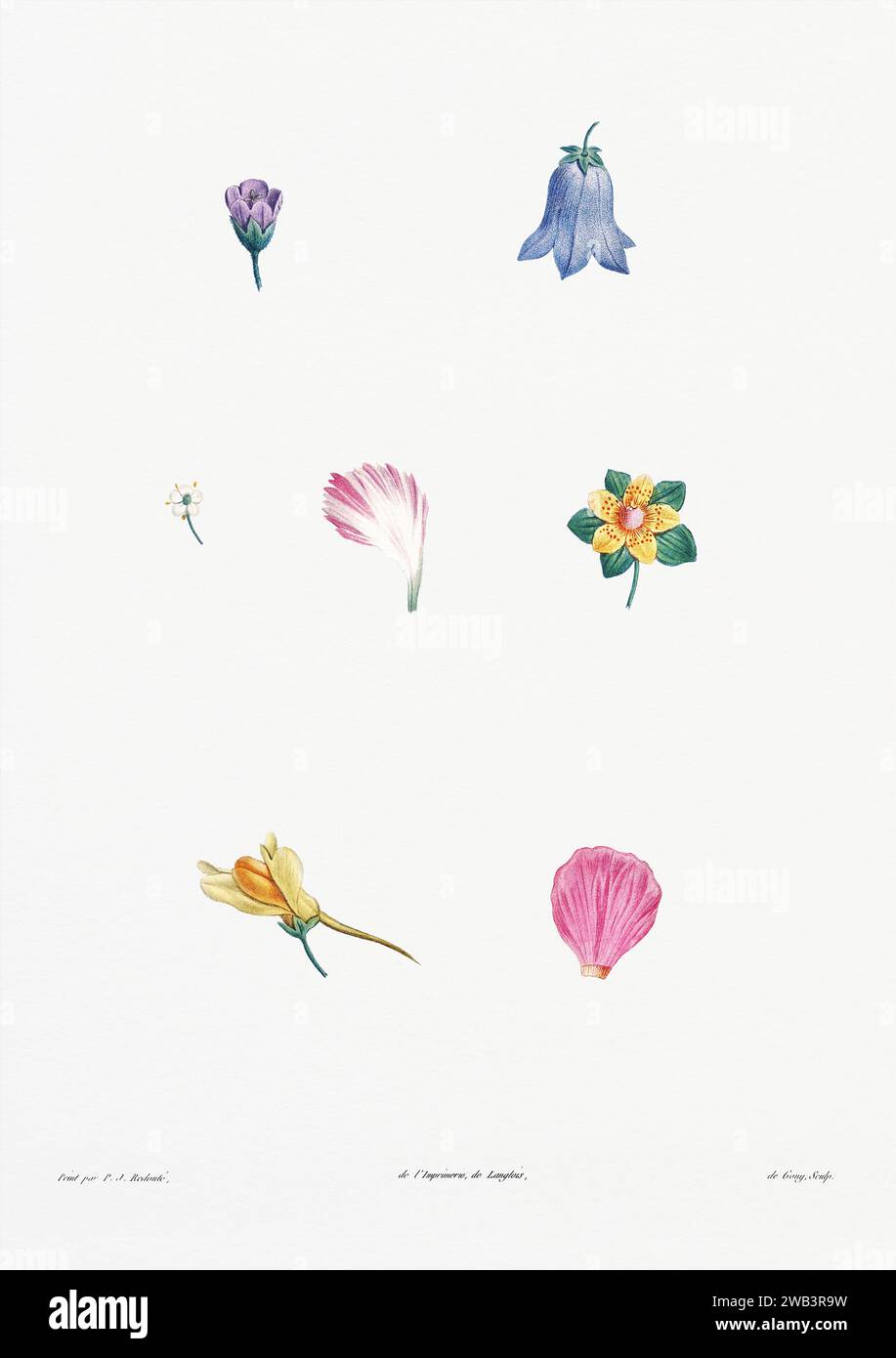 Illustration botanique vintage. art botanique du 19e siècle représentant la physiologie des plantes et des fleurs. Circa 1805 Banque D'Images