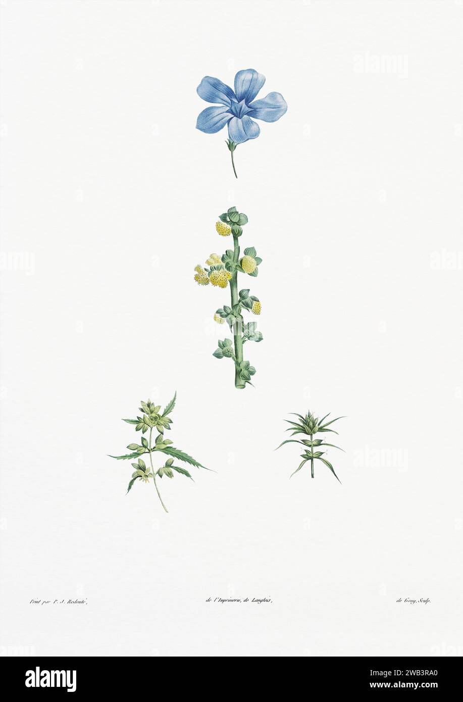 Illustration botanique vintage. art botanique du 19e siècle représentant la physiologie des plantes et des fleurs. Circa 1805 Banque D'Images