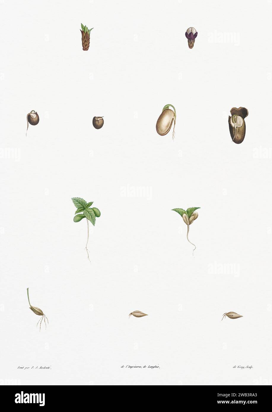 Illustration botanique vintage. art botanique du 19e siècle représentant la physiologie des plantes et des fleurs. Circa 1805 Banque D'Images