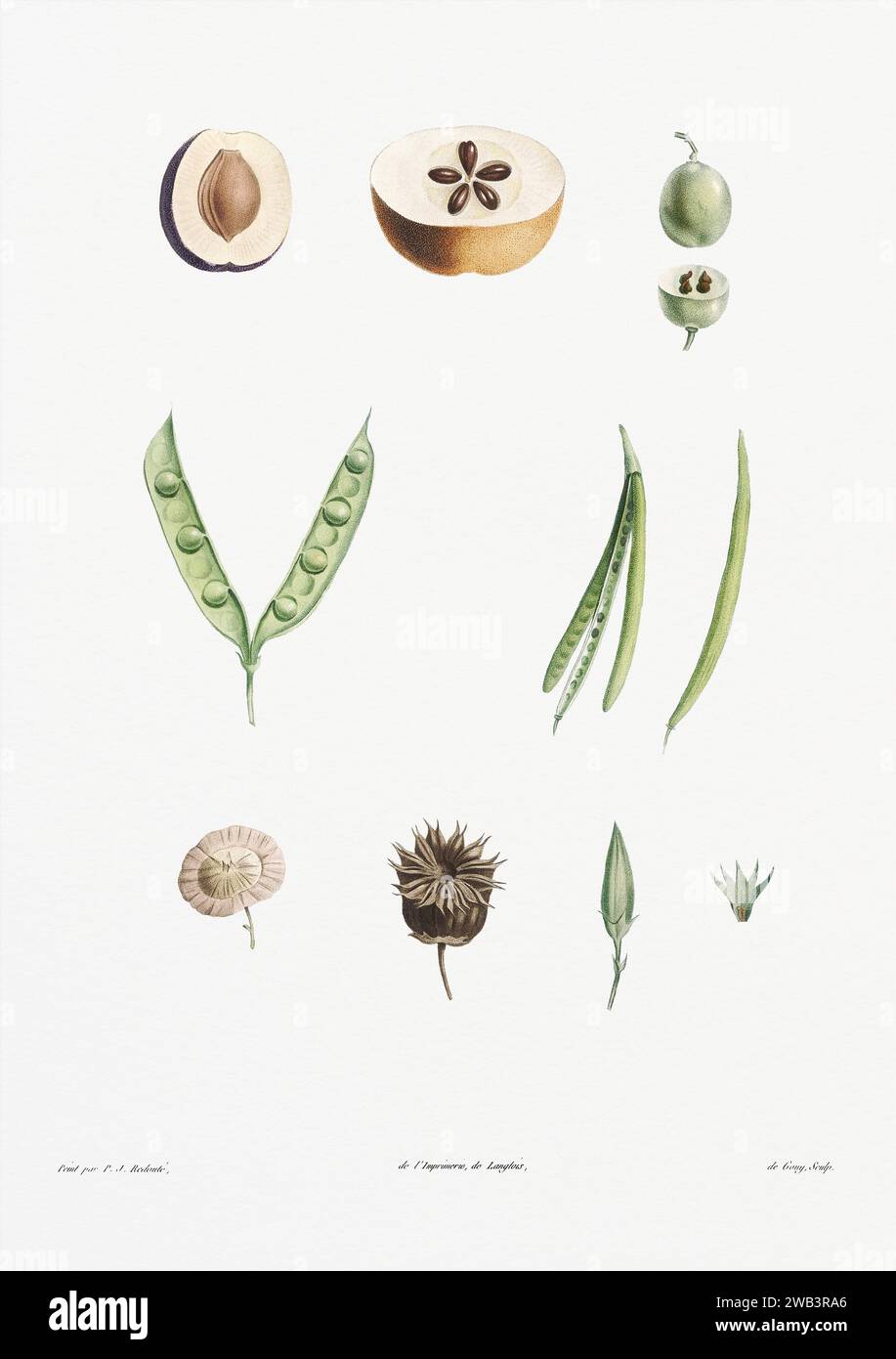 Illustration botanique vintage. art botanique du 19e siècle représentant la physiologie des plantes et des fleurs. Circa 1805 Banque D'Images