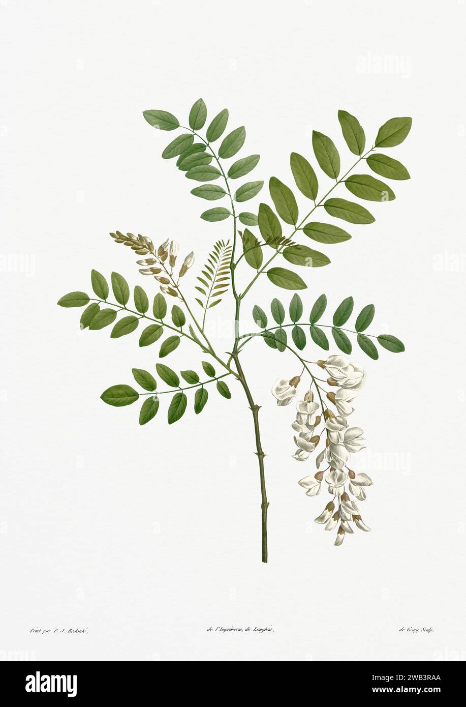 Illustration botanique vintage. art botanique du 19e siècle représentant la physiologie des plantes et des fleurs. Circa 1805 Banque D'Images