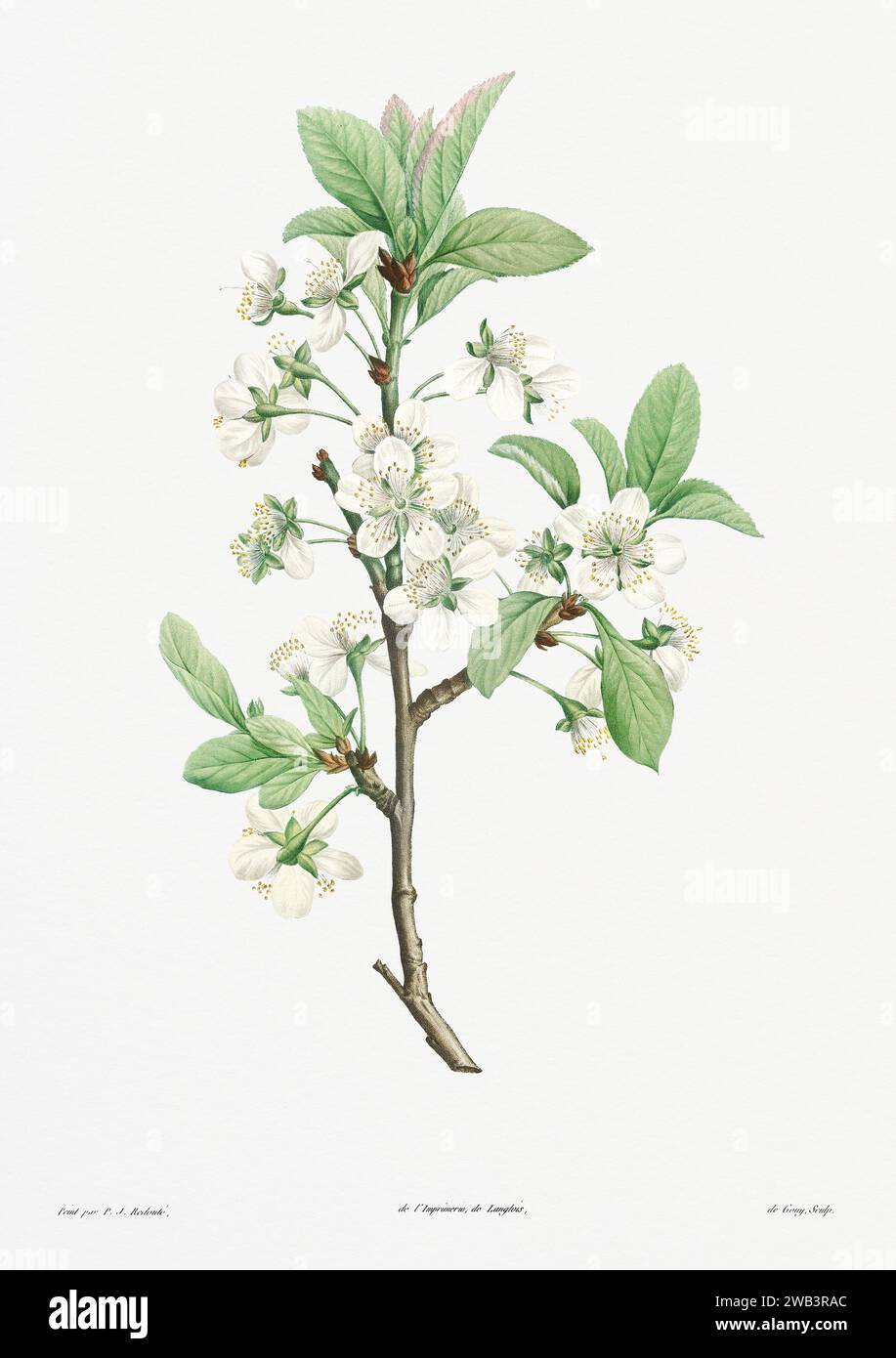 Illustration botanique vintage. art botanique du 19e siècle représentant la physiologie des plantes et des fleurs. Circa 1805 Banque D'Images