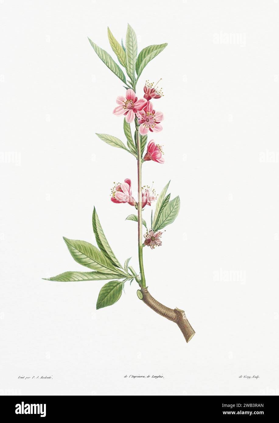 Illustration botanique vintage. art botanique du 19e siècle représentant la physiologie des plantes et des fleurs. Circa 1805 Banque D'Images