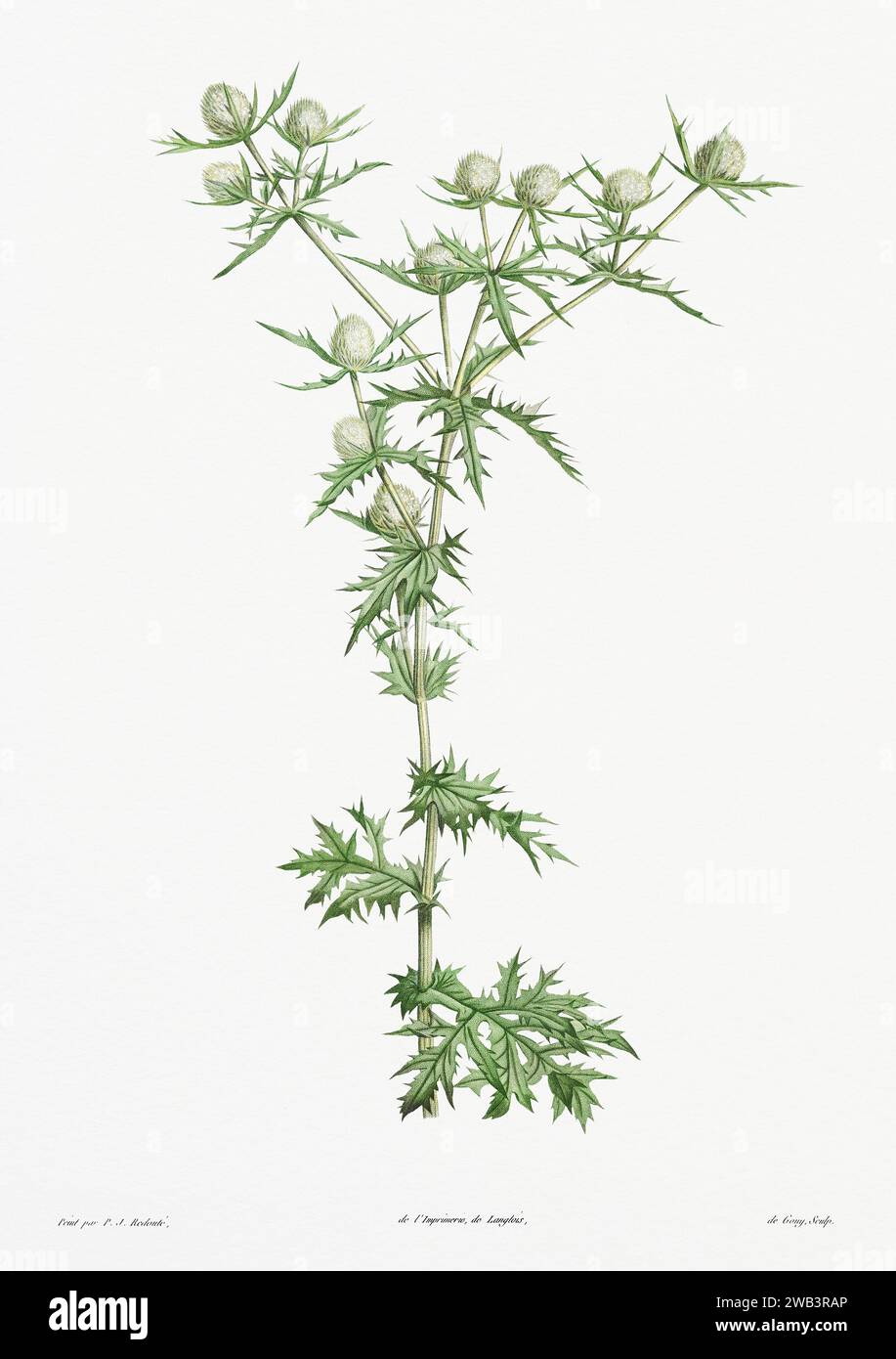 Illustration botanique vintage. art botanique du 19e siècle représentant la physiologie des plantes et des fleurs. Circa 1805 Banque D'Images