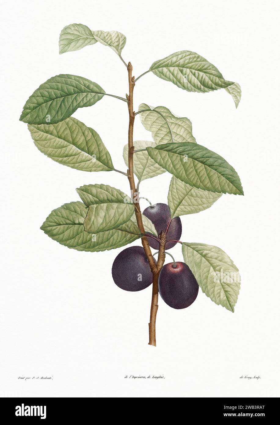 Illustration botanique vintage. art botanique du 19e siècle représentant la physiologie des plantes et des fleurs. Circa 1805 Banque D'Images