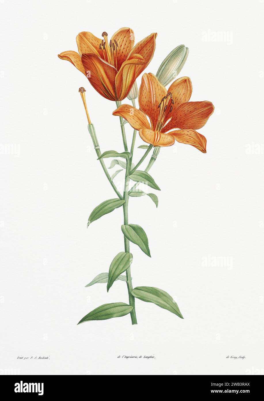 Illustration botanique vintage. art botanique du 19e siècle représentant la physiologie des plantes et des fleurs. Circa 1805 Banque D'Images