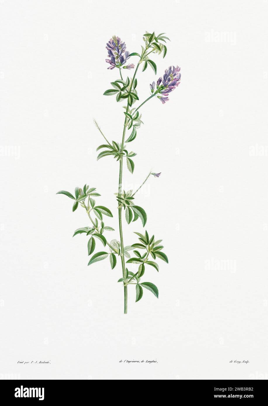 Illustration botanique vintage. art botanique du 19e siècle représentant la physiologie des plantes et des fleurs. Circa 1805 Banque D'Images