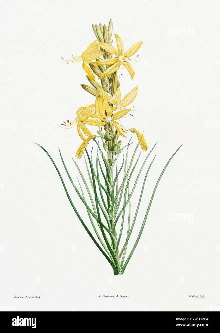 Illustration botanique vintage. art botanique du 19e siècle représentant la physiologie des plantes et des fleurs. Circa 1805 Banque D'Images