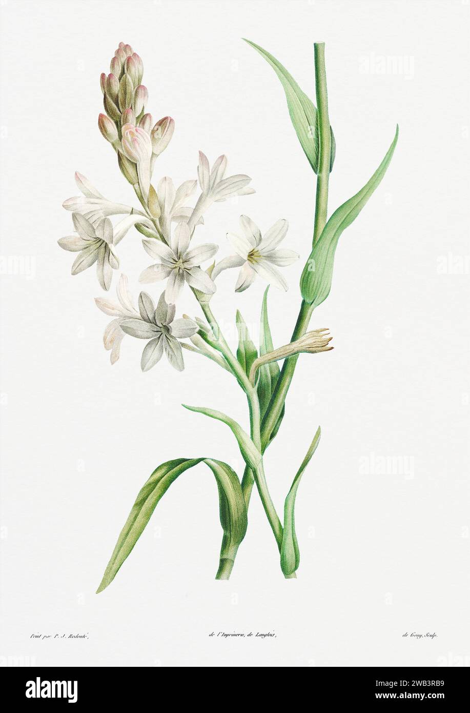 Illustration botanique vintage. art botanique du 19e siècle représentant la physiologie des plantes et des fleurs. Circa 1805 Banque D'Images