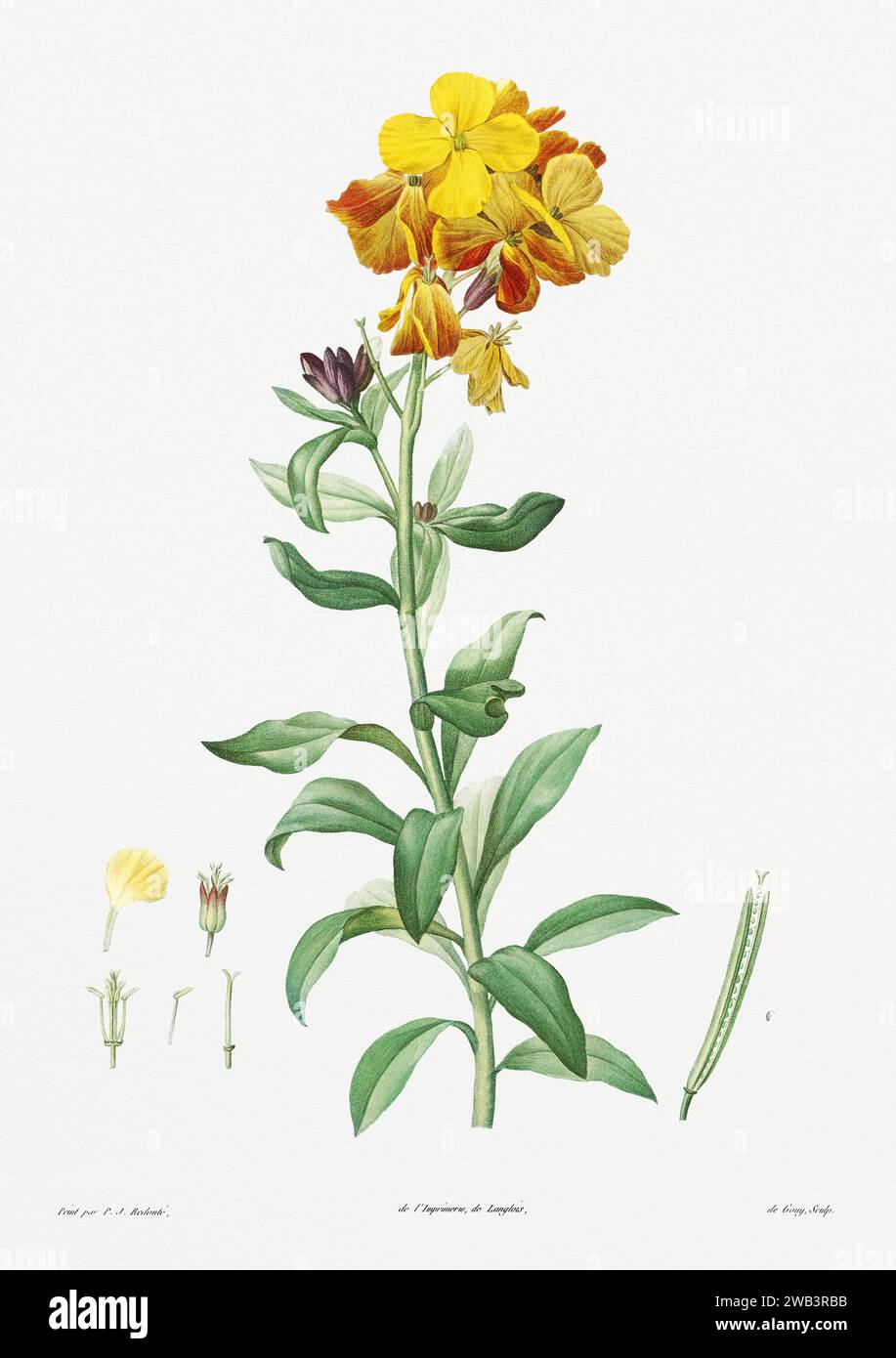 Illustration botanique vintage. art botanique du 19e siècle représentant la physiologie des plantes et des fleurs. Circa 1805 Banque D'Images