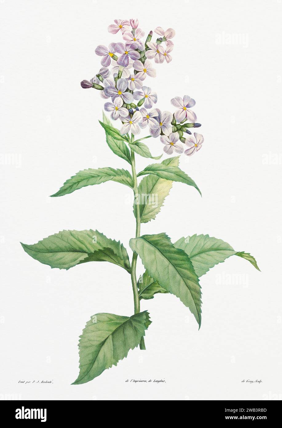 Illustration botanique vintage. art botanique du 19e siècle représentant la physiologie des plantes et des fleurs. Circa 1805 Banque D'Images