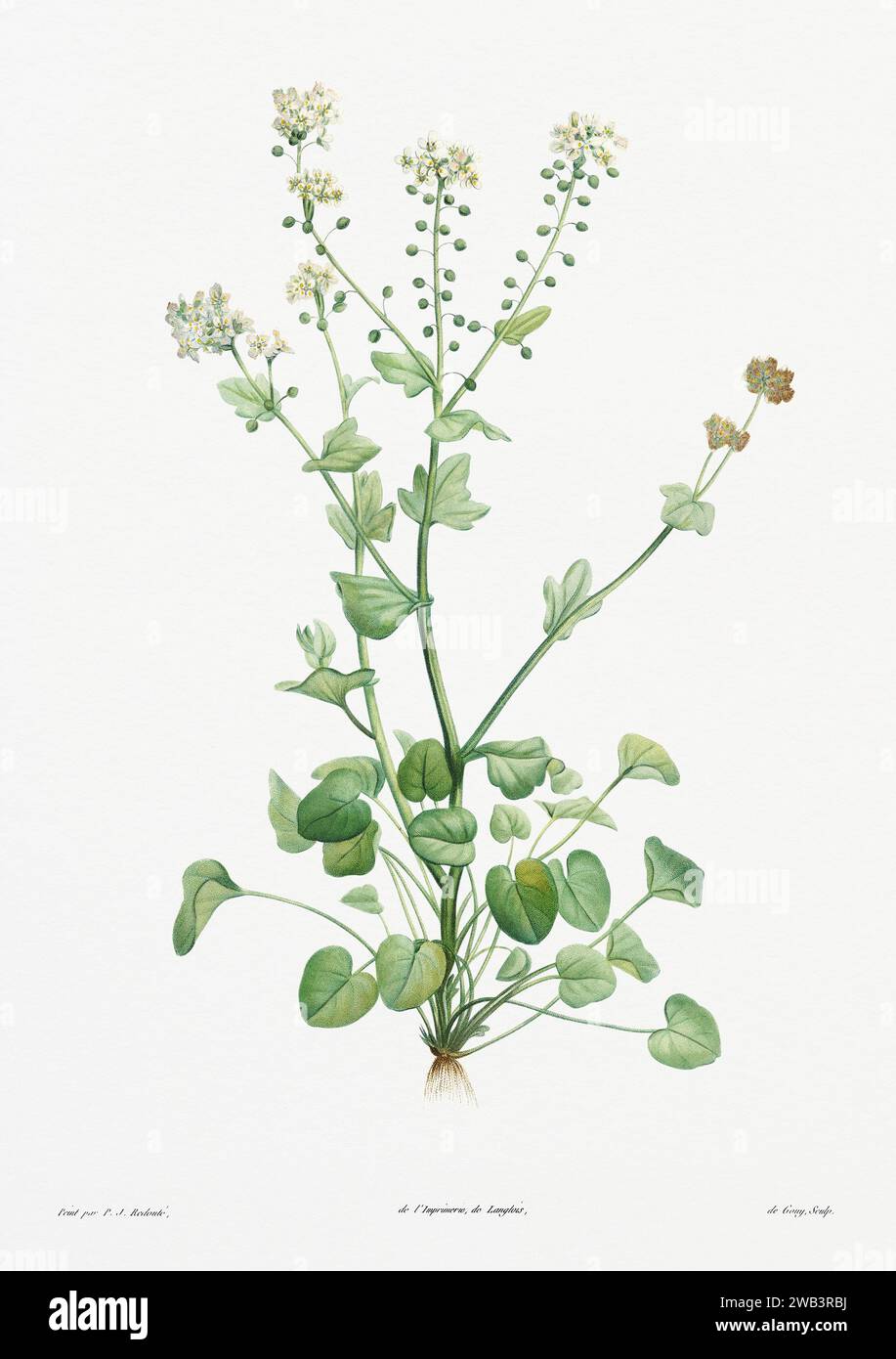 Illustration botanique vintage. art botanique du 19e siècle représentant la physiologie des plantes et des fleurs. Circa 1805 Banque D'Images