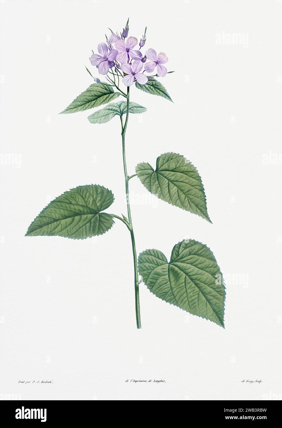 Illustration botanique vintage. art botanique du 19e siècle représentant la physiologie des plantes et des fleurs. Circa 1805 Banque D'Images