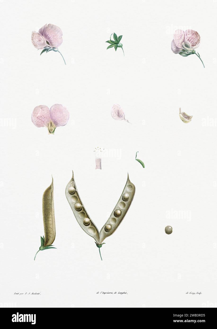 Illustration botanique vintage. art botanique du 19e siècle représentant la physiologie des plantes et des fleurs. Circa 1805 Banque D'Images