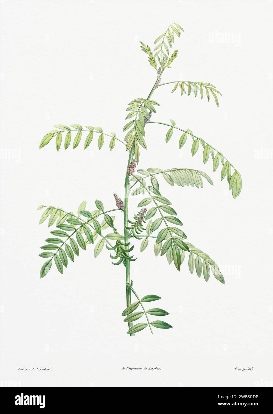 Illustration botanique vintage. art botanique du 19e siècle représentant la physiologie des plantes et des fleurs. Circa 1805 Banque D'Images