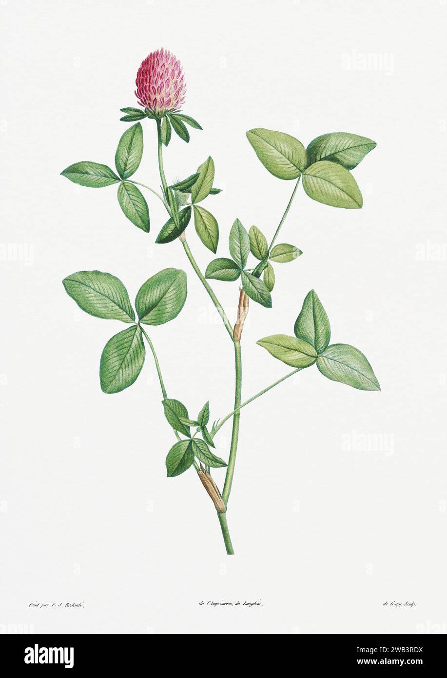 Illustration botanique vintage. art botanique du 19e siècle représentant la physiologie des plantes et des fleurs. Circa 1805 Banque D'Images