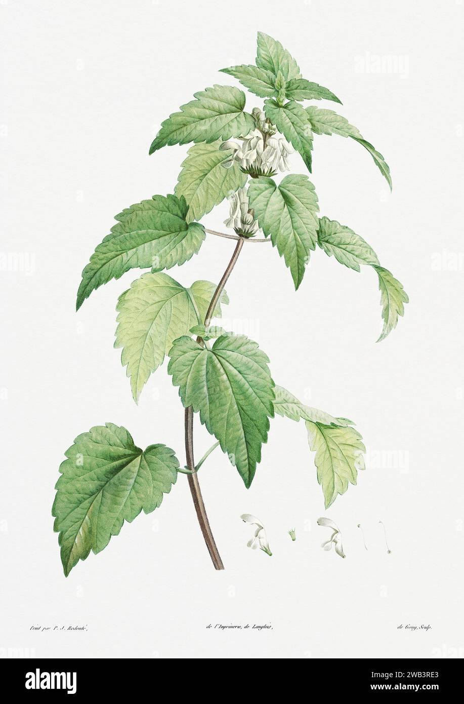 Illustration botanique vintage. art botanique du 19e siècle représentant la physiologie des plantes et des fleurs. Circa 1805 Banque D'Images