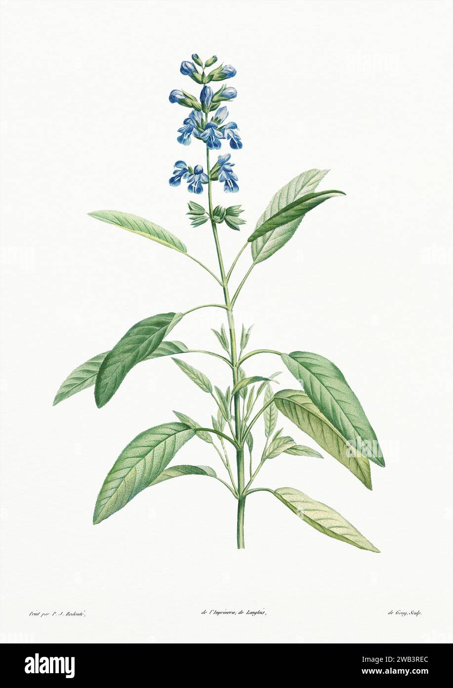 Illustration botanique vintage. art botanique du 19e siècle représentant la physiologie des plantes et des fleurs. Circa 1805 Banque D'Images