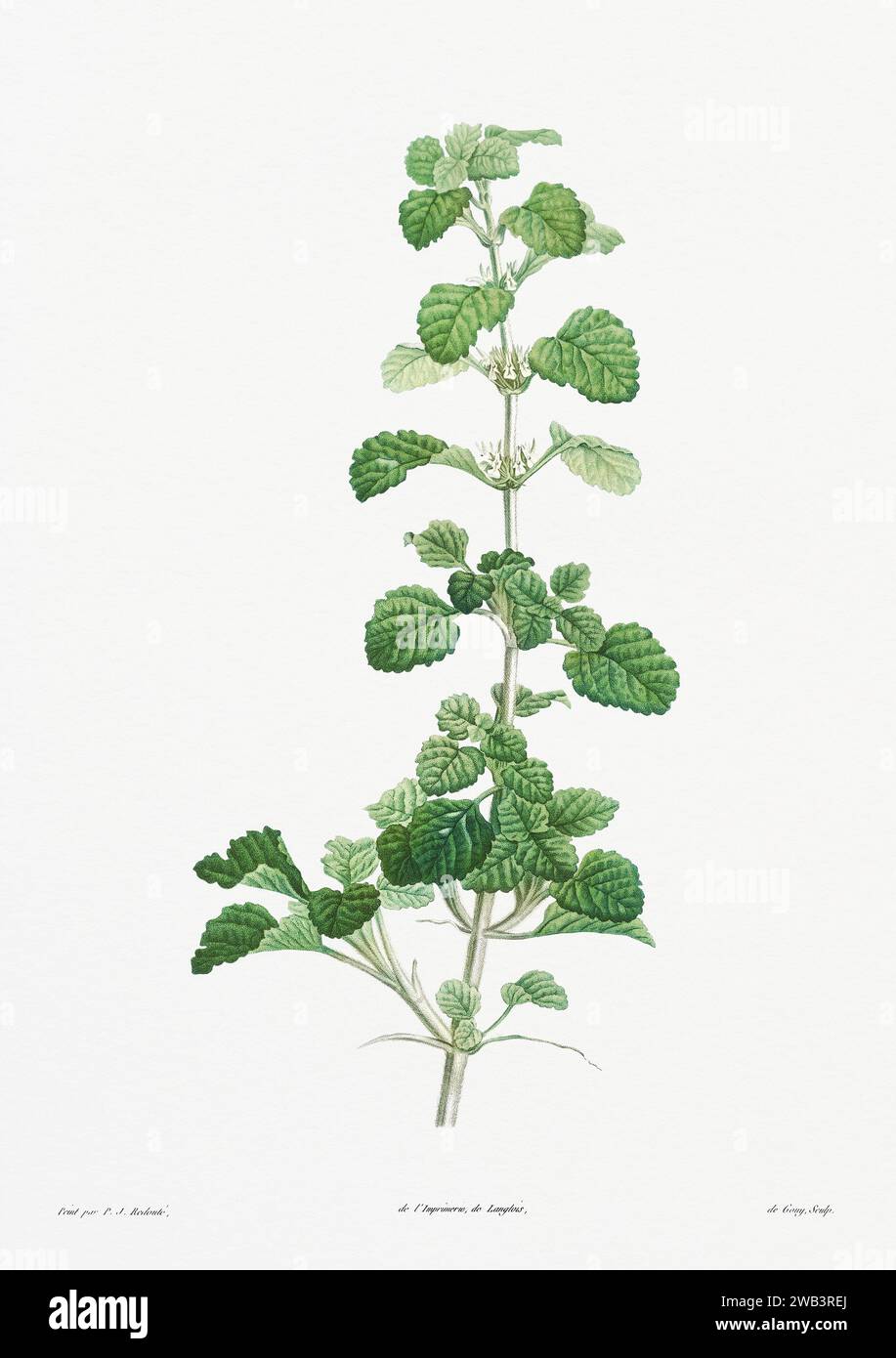 Illustration botanique vintage. art botanique du 19e siècle représentant la physiologie des plantes et des fleurs. Circa 1805 Banque D'Images