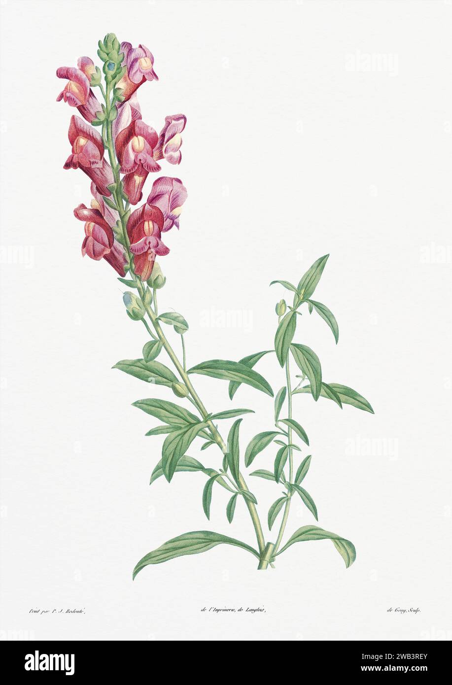 Illustration botanique vintage. art botanique du 19e siècle représentant la physiologie des plantes et des fleurs. Circa 1805 Banque D'Images